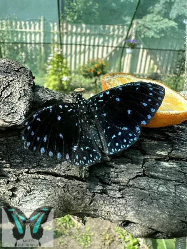 Hamadryas laodamia lepke báb