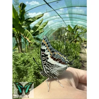 Charaxes saturnus lepke báb