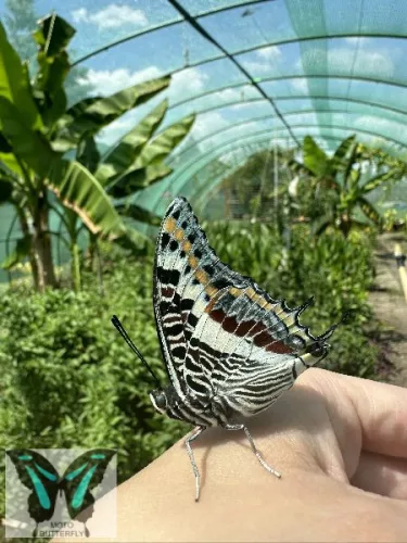 Charaxes saturnus lepke báb