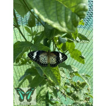 Cethosia cyane lepke báb