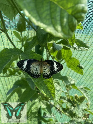 Cethosia cyane lepke báb