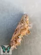 Cethosia cyane lepke báb