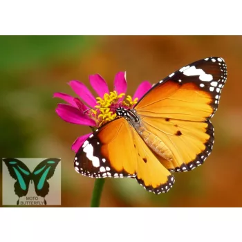 Danaus chrysippus lepke báb