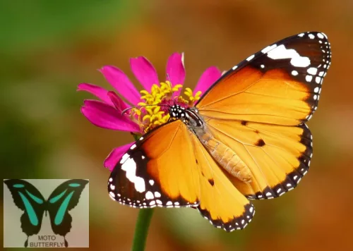 Danaus chrysippus lepke báb