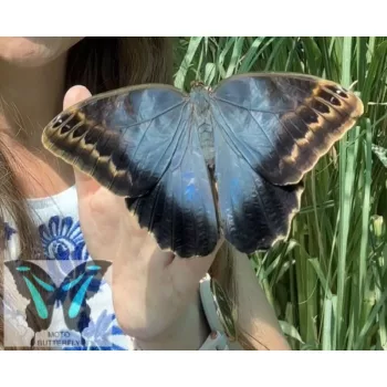 Caligo illioneus  lepke báb