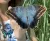Caligo illioneus lepke báb