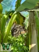 Caligo illioneus  lepke báb