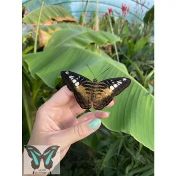 Parthenos sylvia lepke báb