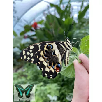 Papilio demoleus lepke báb