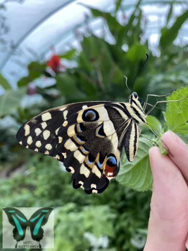 Papilio demoleus lepke báb