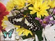 Papilio demoleus lepke báb