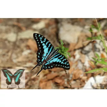 https://uk.inaturalist.org/taxa/348234-Graphium-antheus