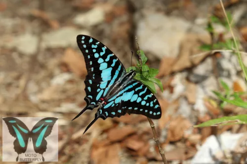 https://uk.inaturalist.org/taxa/348234-Graphium-antheus