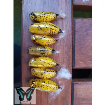 Idea leuconoe lepke báb