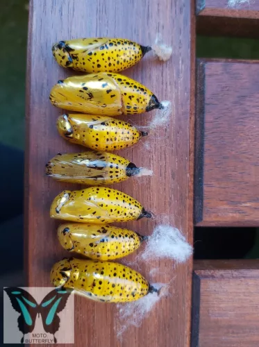 Idea leuconoe lepke báb