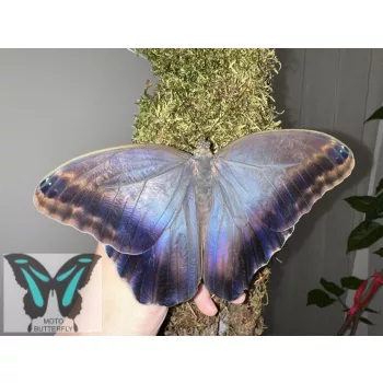 Caligo idomenius lepke báb