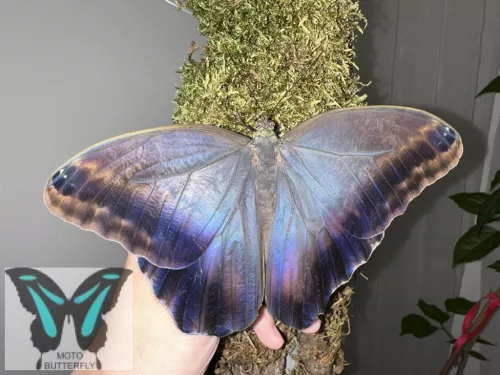 Caligo idomenius lepke báb