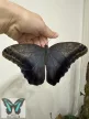 Caligo idomenius lepke báb