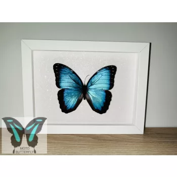 Morpho peleides lepke fehér keretben 