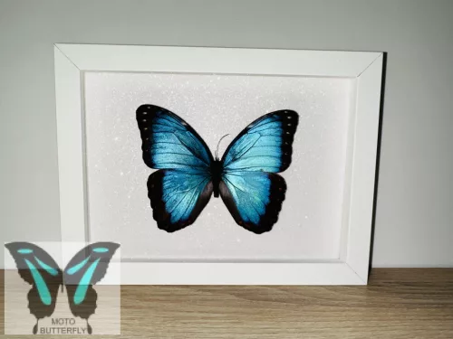 Morpho peleides lepke fehér keretben 