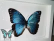 Morpho peleides lepke fehér keretben 