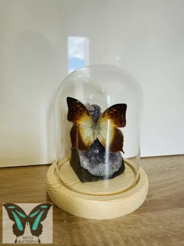 Charaxes üvegdóm 