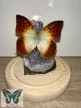 Charaxes üvegdóm 