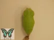 Opsiphanes tamarindi lepke báb