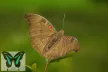 Euthalia evelina lepke báb