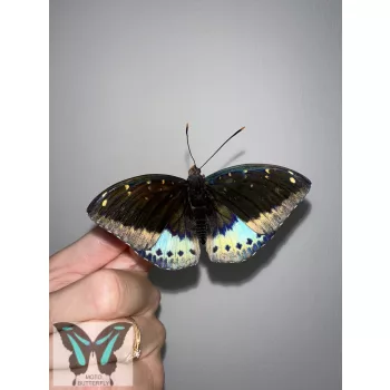 Lexias pardalis lepke báb