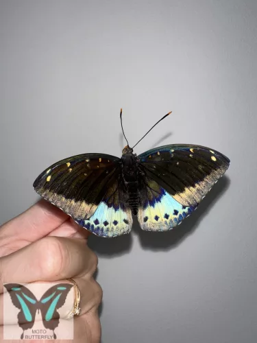Lexias pardalis lepke báb