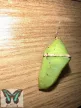 Lexias pardalis lepke báb