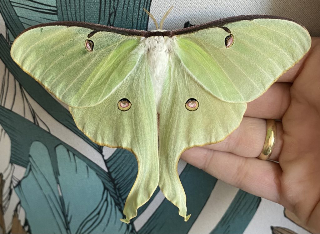 Actias Ningpoana