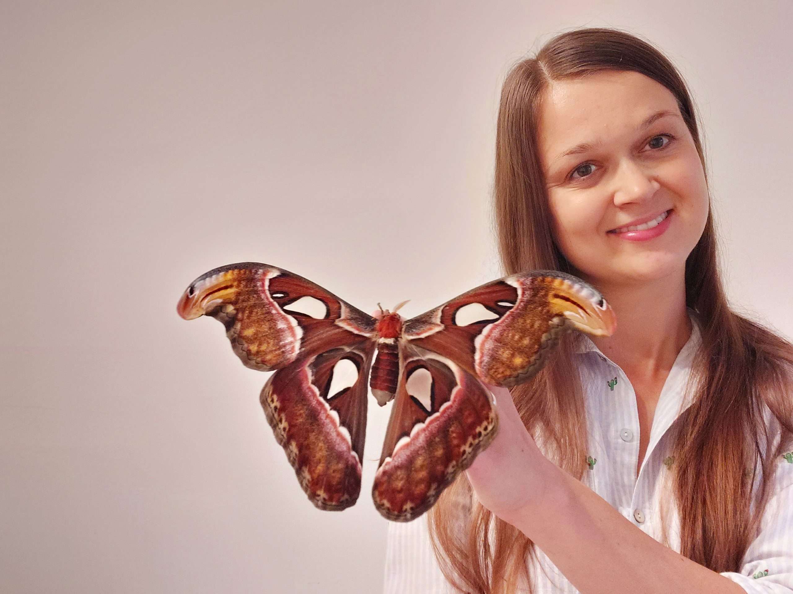 Attacus Atlas lepke nevelése