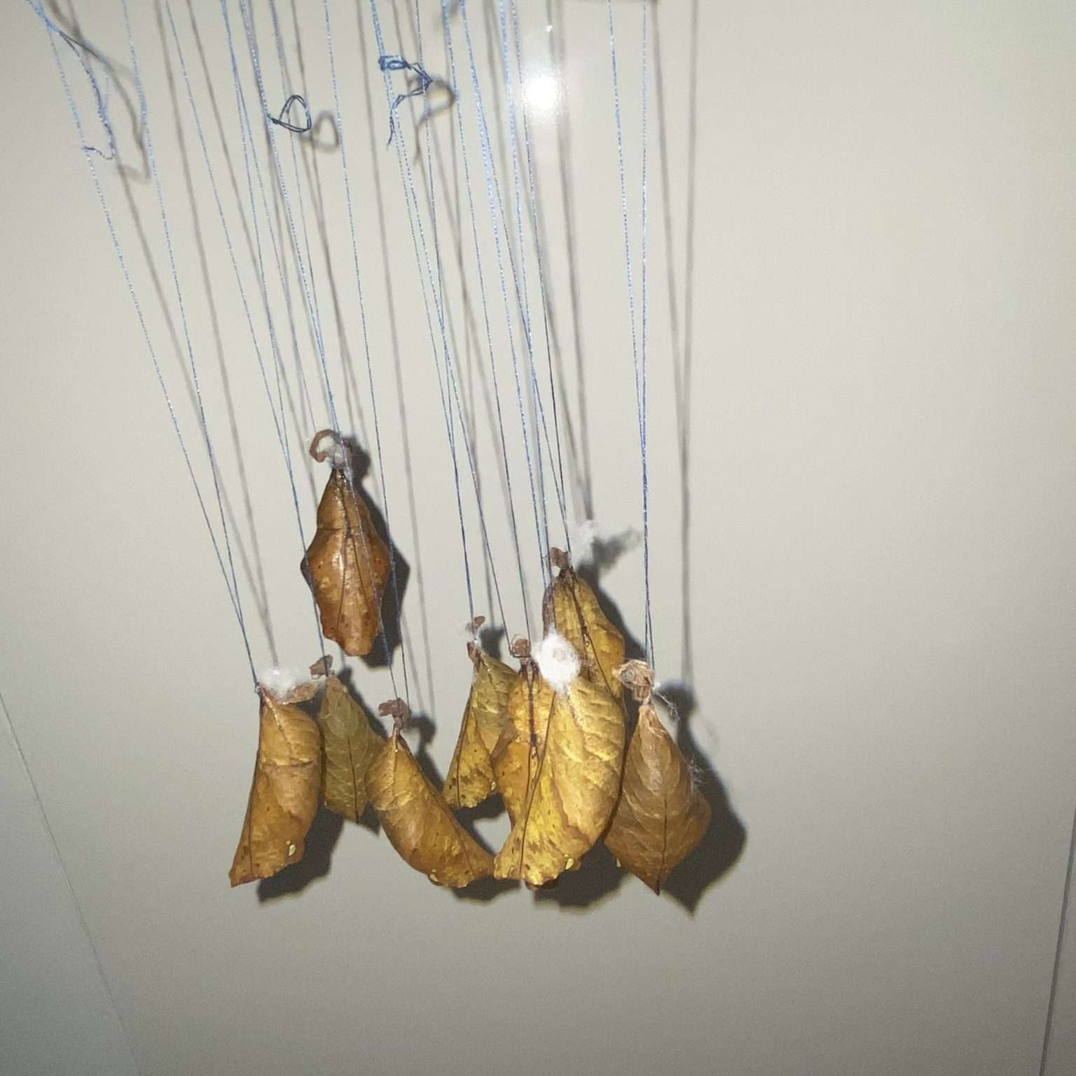 Hogyan keltesd a lepkédet