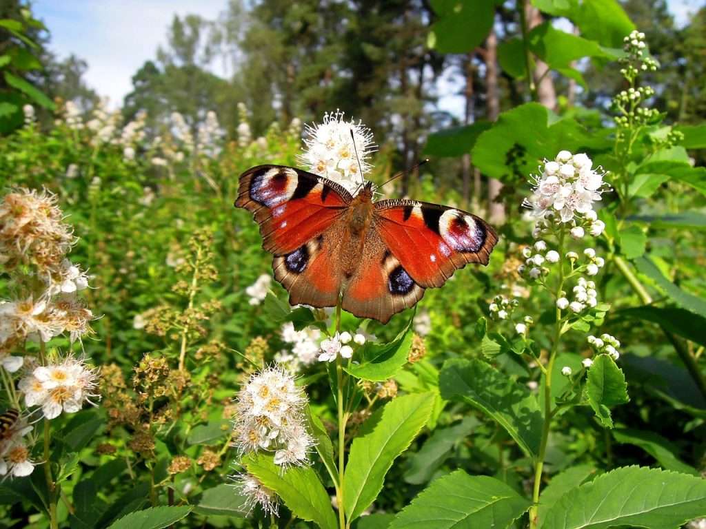 Nappali pávaszem (Nymphalis io)  Az időjárástól függően két-három generációja repül a lepkehernyó tápnövénye a csalán és a komló.