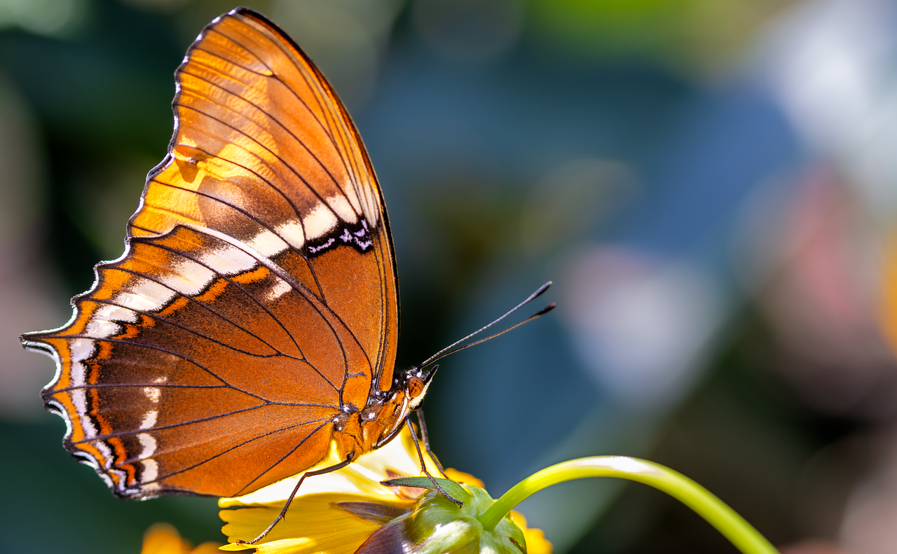 Trópusi szárnyak- Siproeta epaphus az Epaphosz-vikárka lepke