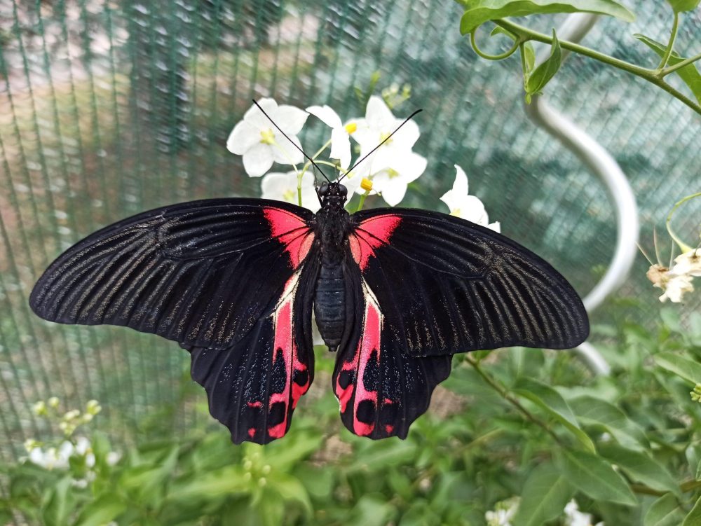 Papilio rumanzovia lepke báb