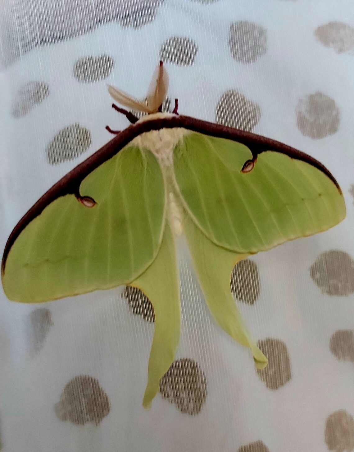 Actias luna lepke báb