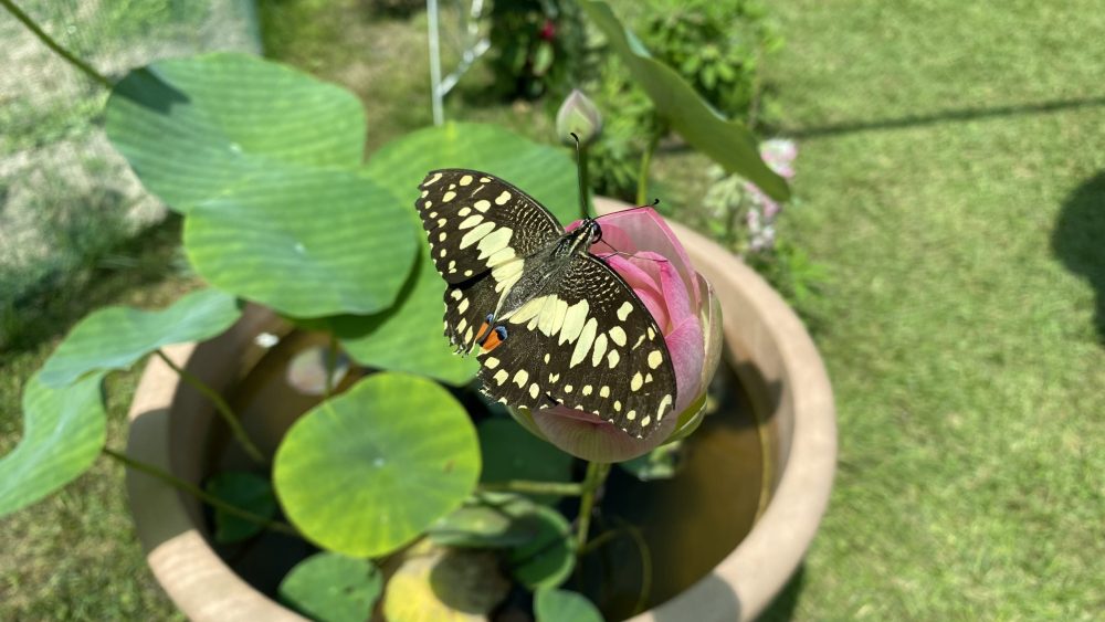 Papilio demodocus lepke báb