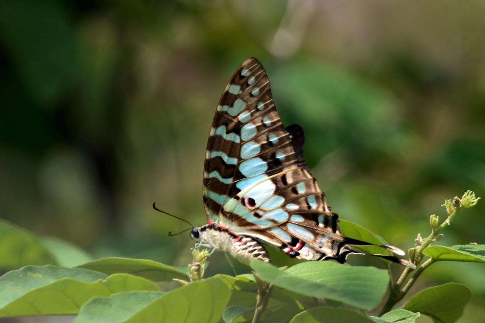 Graphium antheus lepke báb