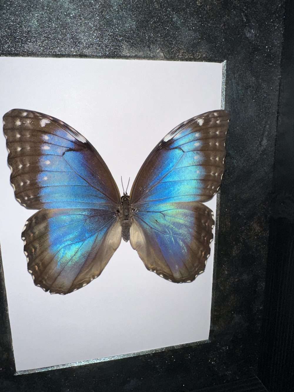 Morpho peleides lepke fekete keretben zöld - Image 2