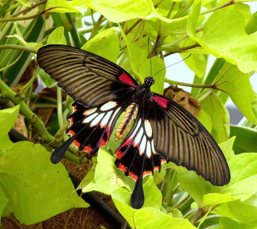 Great Yellow Mormon - Papilio lowi