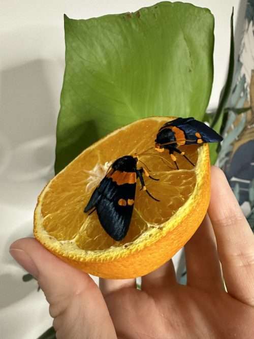Egybolis vaillantina (Noctuidae)