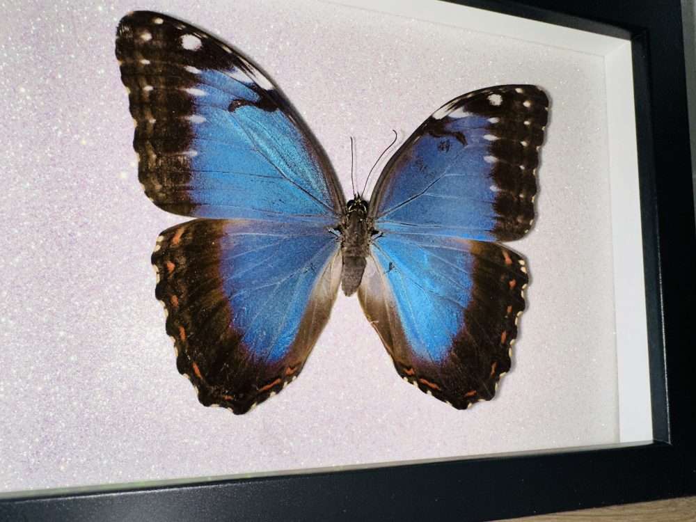 Morpho peleides lepke fekete keretben cs - Image 2