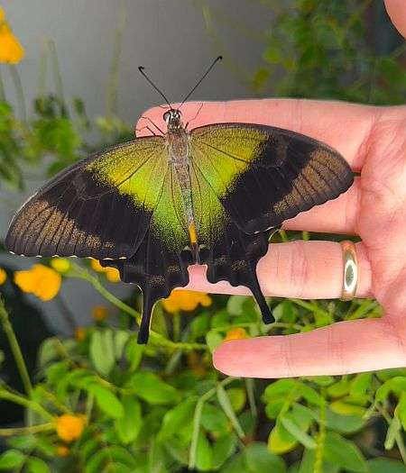 Papilio peranthus pillangó báb