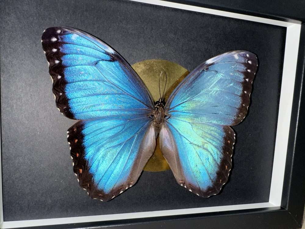 Morpho peleides lepke fekete keretben ak - Image 2